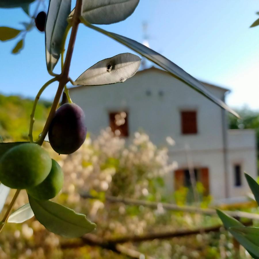 Ca'Rosei Lejlighed Monteciccardo Eksteriør billede